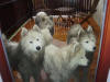 Podzim a samojed 002.jpg (640480)